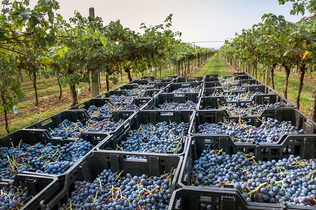 winemaking school in italy