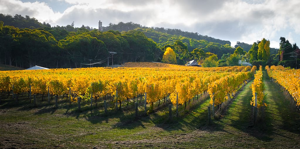 vineyard in a winemaking school in Australia