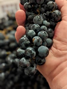 wine grapes