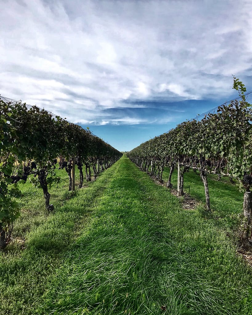 VSP trellised  Vineyard and Winemaking School in New York
